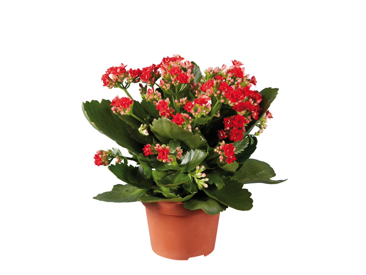 Kalanchoe plant in a pot with red flowers.