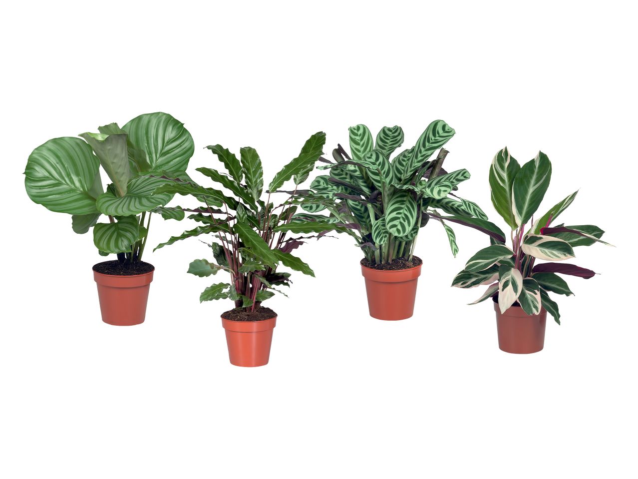 Štiri lončnice z različnimi vrstami rastlin Calathea.