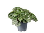 Watermeloen Peperomia in een grijze pot op een zwarte achtergrond.