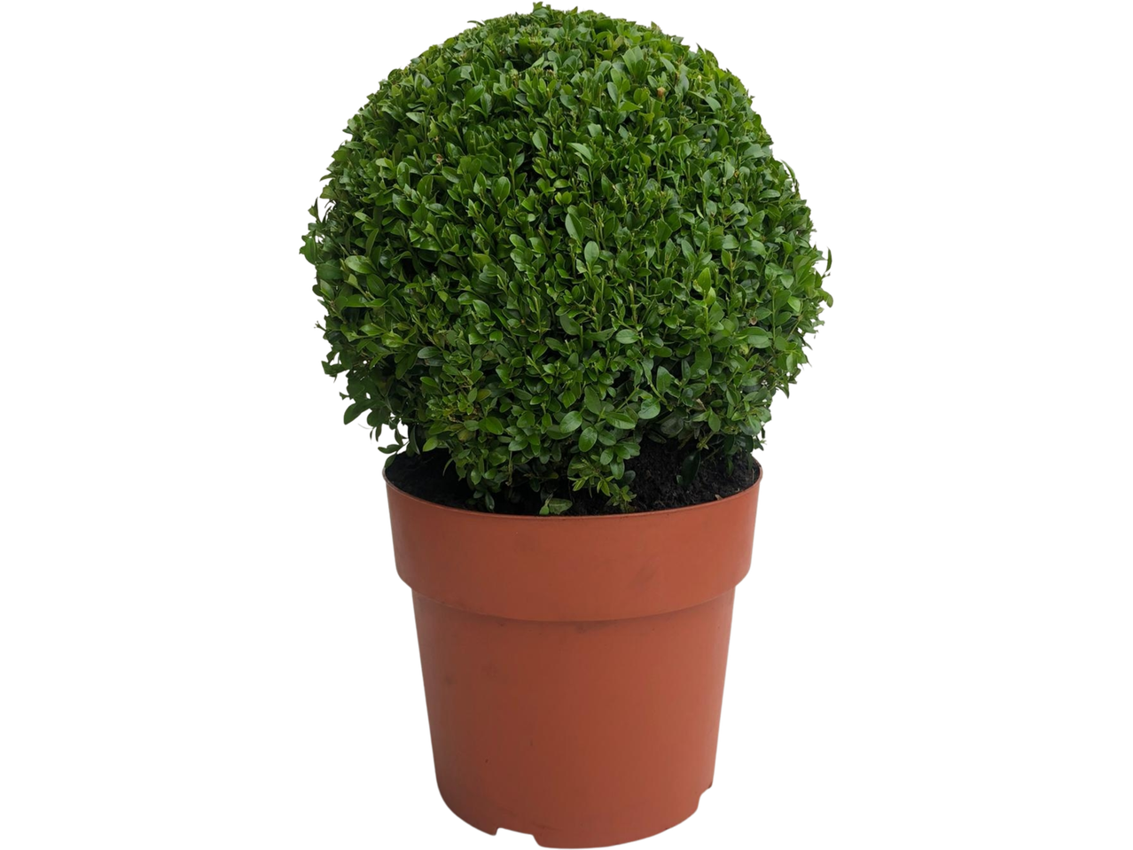 Extra large buxus ball in a brown pot