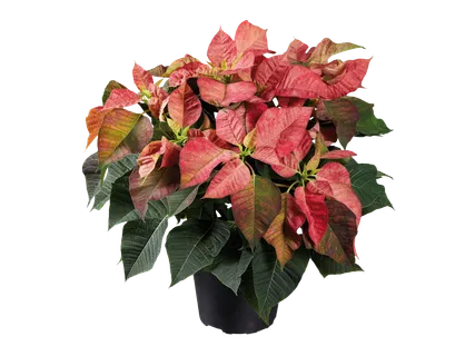 Puansetija „Deluxe“