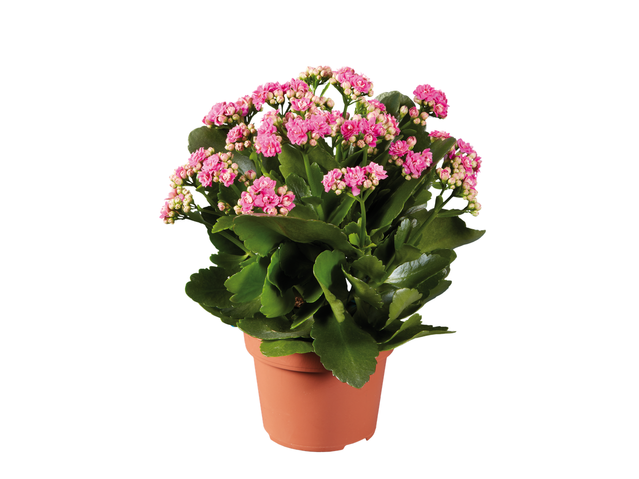 Accesați vizualizarea pe ecran complet: Kalanchoe - Imagine 1