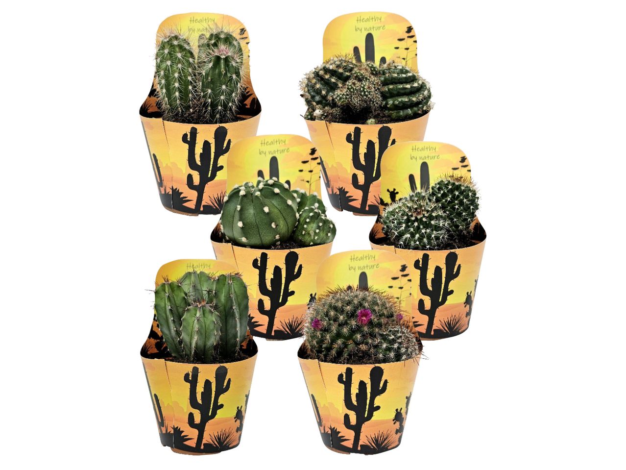 Sei piccoli cactus in vasi decorati con tema deserto.