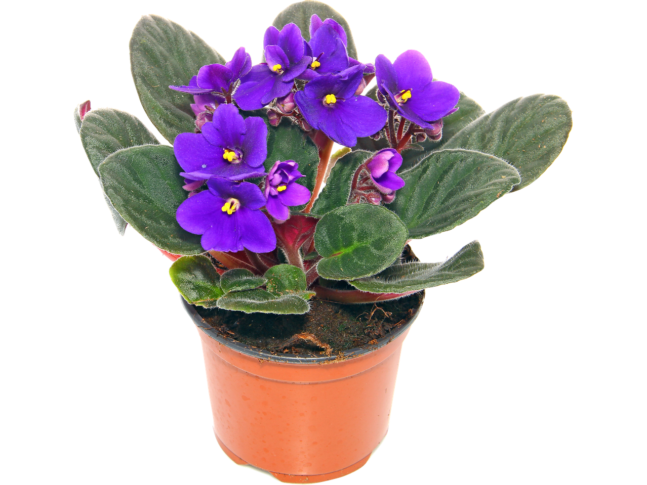 En kruka med blommande afrikanska violer med lila blommor och gröna blad.