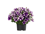Paarse en witte petunia's in een pot.