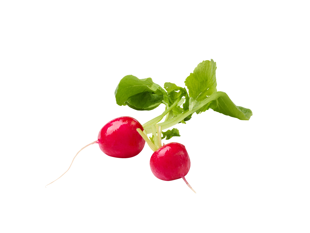 Kaks värsket punast redist lehtedega.