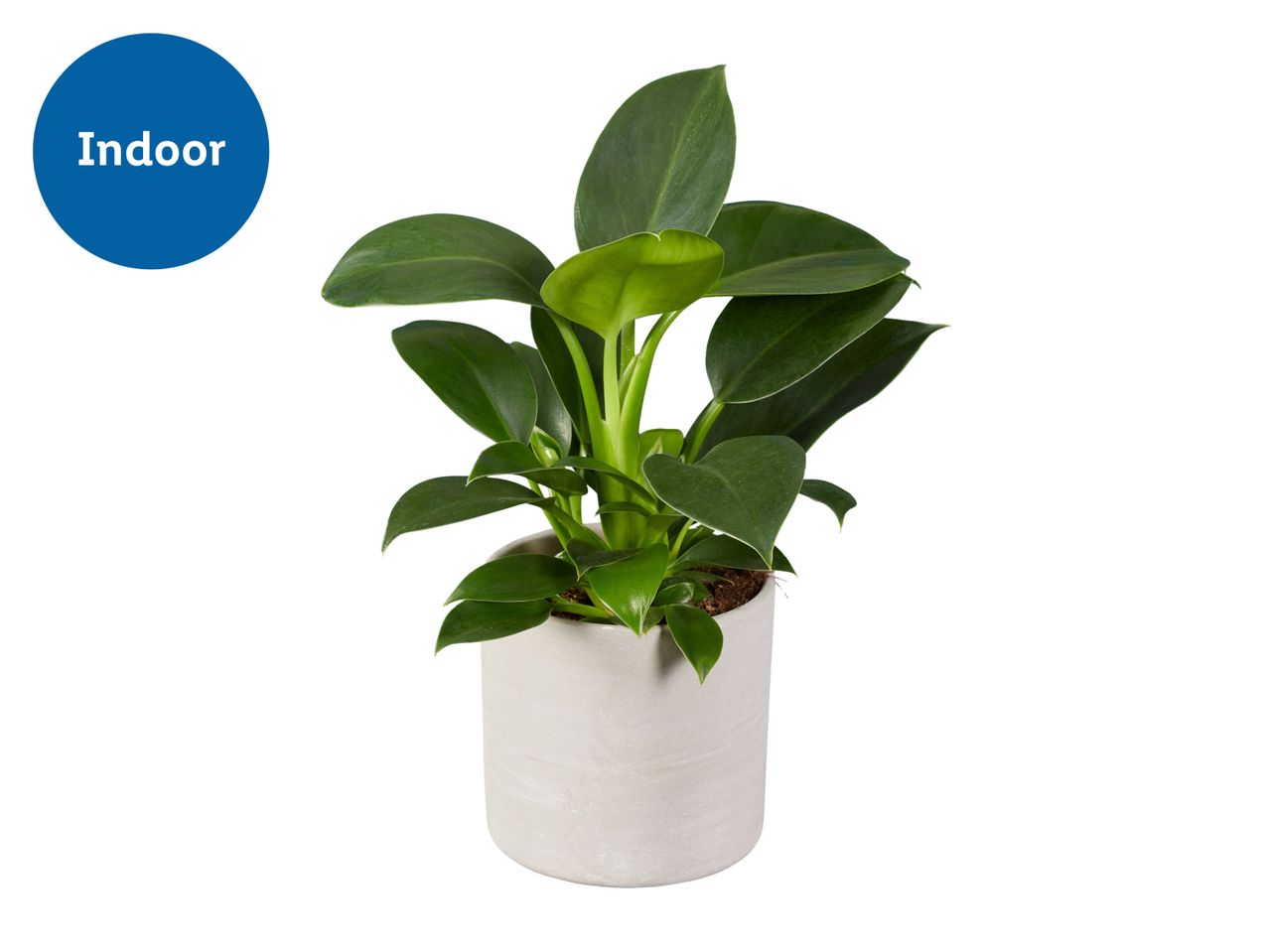 Philodendron Houseplant with Grey Ceramic