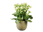 Planta Kalanchoe com flores brancas em vaso verde.