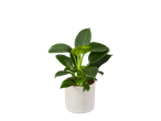 Groene Philodendron in pot