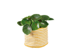 Pilea peperomioides plant in a yellow and white striped woven pot.