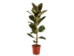 Ficus elastica plant in a pot.