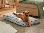 A terrier dog lies on a light blue pet bed with black piping, on a textured rug.