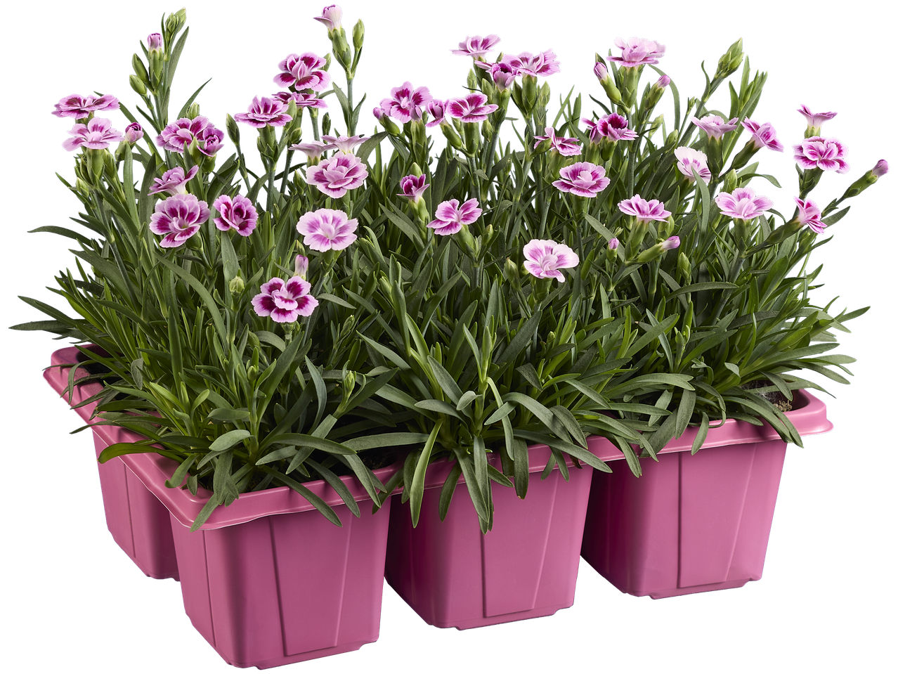 Dianthus roses en pot, prêts à être plantés.