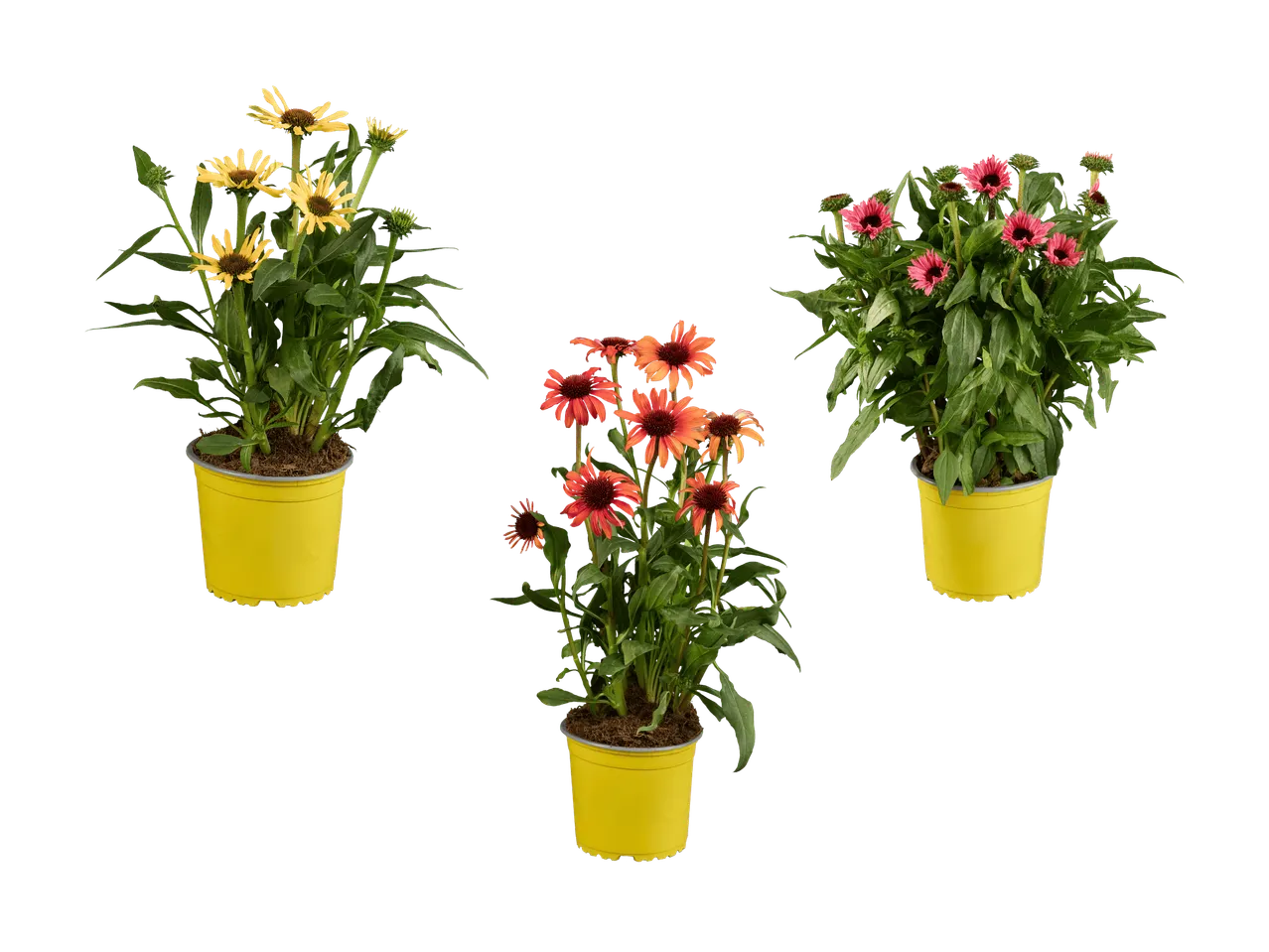 Trois plantes d'échinacée en pots jaunes : fleurs jaunes, oranges et roses.