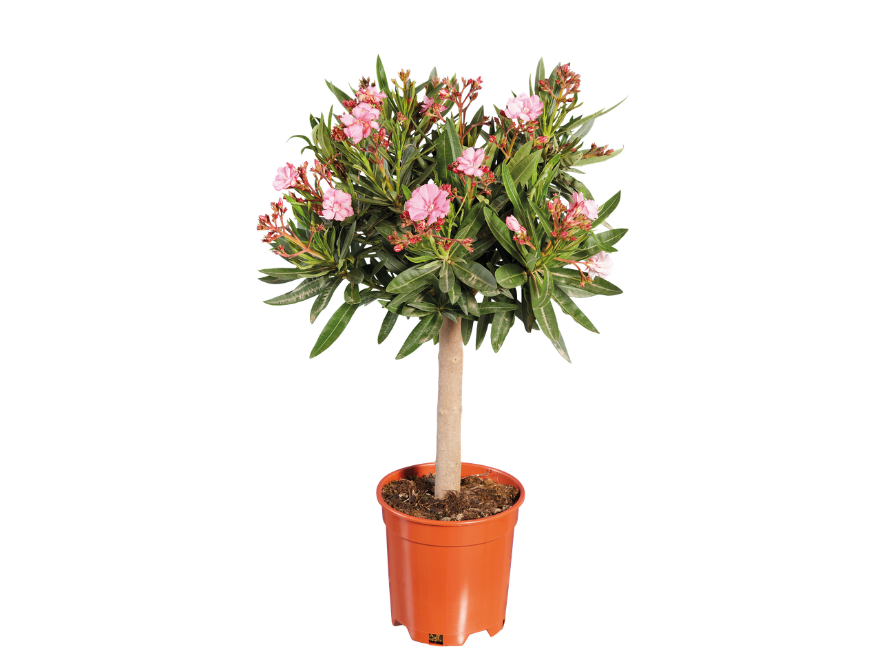Un petit arbre en pot avec des fleurs roses et des feuilles vertes sur un fond noir.