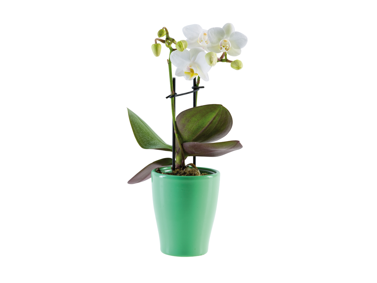 Бела орхидеја Phalaenopsis у светлозеленој саксији.