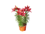 Lilies in a pot: red flowers in an orange pot.