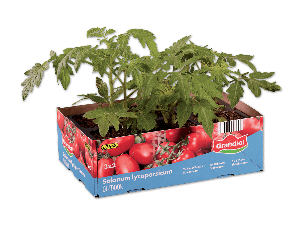 Sechs Tomatenpflanzen in einem Karton, darunter 2x Super Roma VF, 2x Hellfrucht Stabtomate, 2x S. Pierre Fleischtomate.