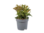 Potted evergreen shrub with green and reddish-brown leaves