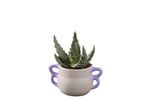 Petit aloès dans un pot blanc avec des anses violettes.