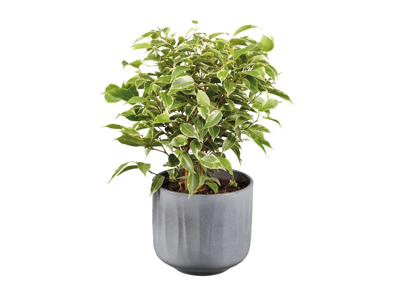 A potted variegated Ficus benjamina plant with green and white leaves in a gray pot.