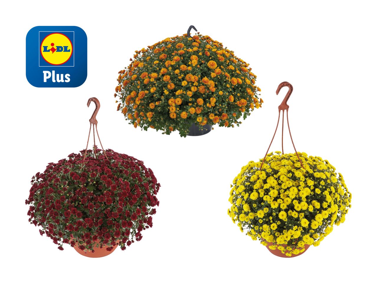 Drei Töpfe mit Chrysanthemen, einer orange und zwei hängend, einer rot und einer gelb, mit dem Lidl Plus Logo.