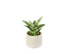 Plante sansevieria dans un pot blanc.