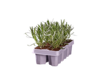 Lavendelplantjes in een zaaibakje.