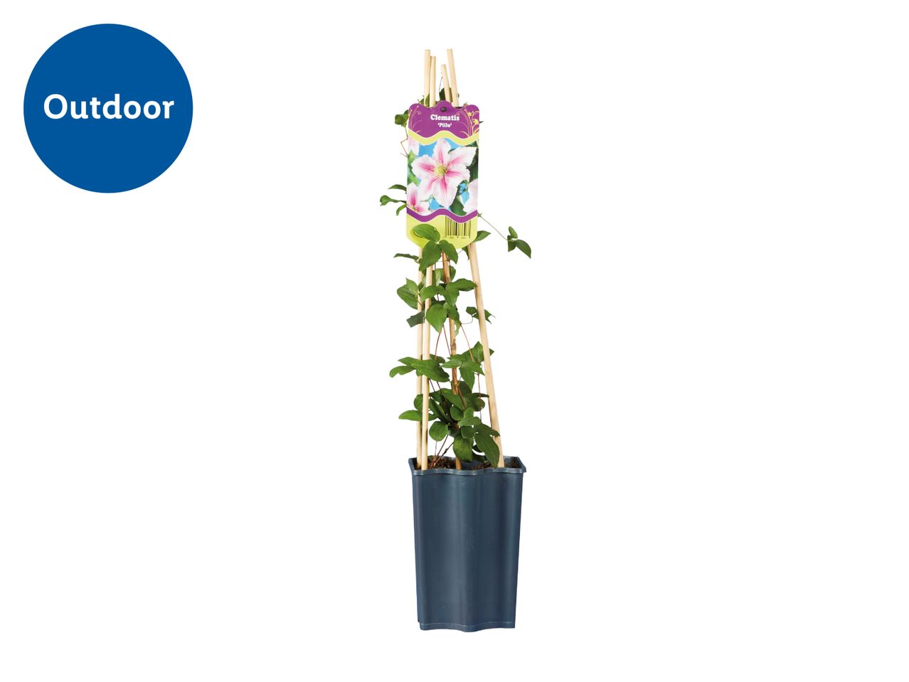 Outdoor clematis plant in a pot with a label showing a pink flower.