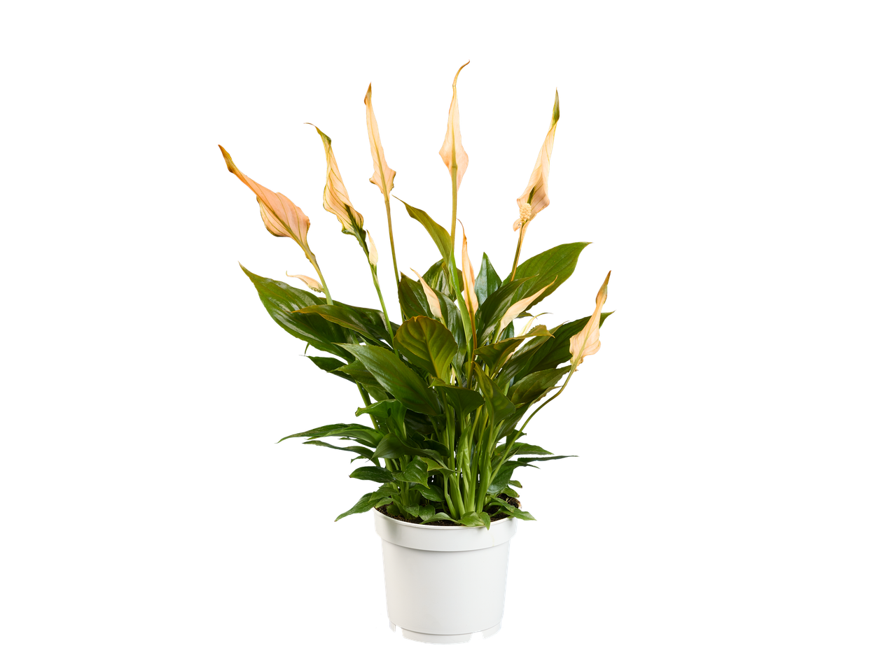 Ένα φυτό Spathiphyllum σε μια άσπρη γλάστρα.