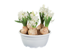 White hyacinths in a white pot.