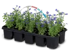 Blauwe lobelia planten in een zwarte tray met een handvat met productinformatie.