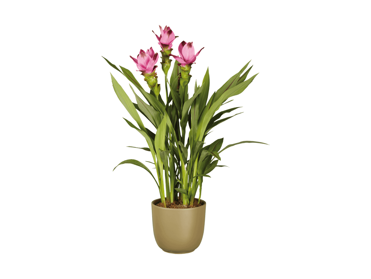 En potteplante med lyserøde blomster og grønne blade i en brun potte.