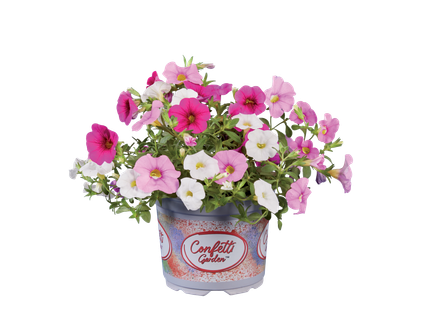 Minipetunia