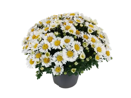 Chrysanthemum