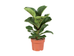 Plant de Ficus Lyrata dans un pot brun.