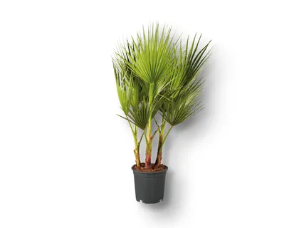 Winterharte Palme