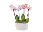 Orquídea Phalaenopsis rosa em vaso branco