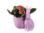 Flowering plant in a purple Easter bunny pot.