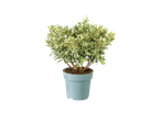Plant in pot met bonte bladeren.