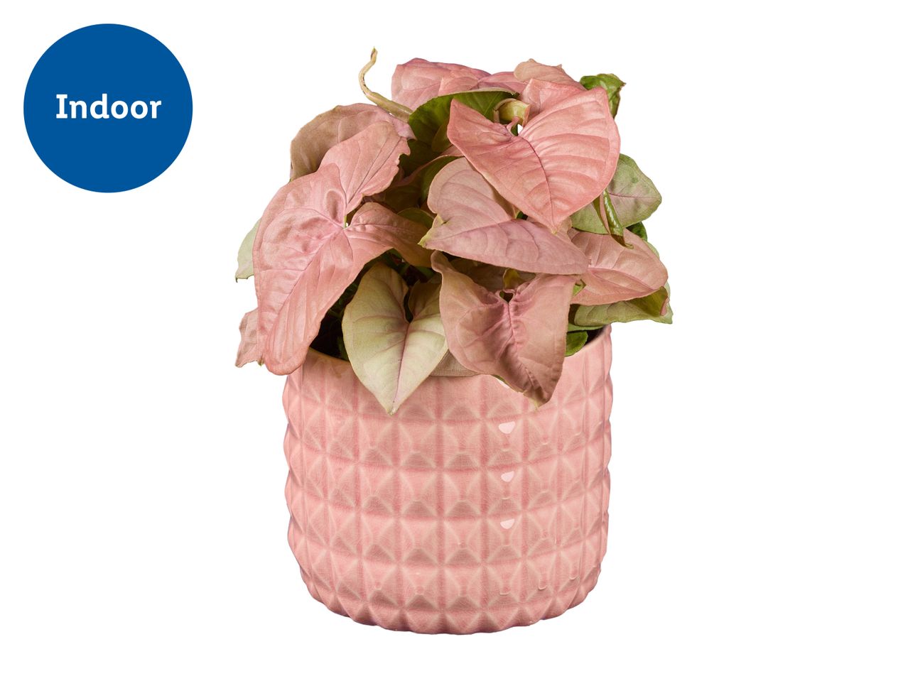 Pink Caladium plant in a pink geometric pot; indoor plant.