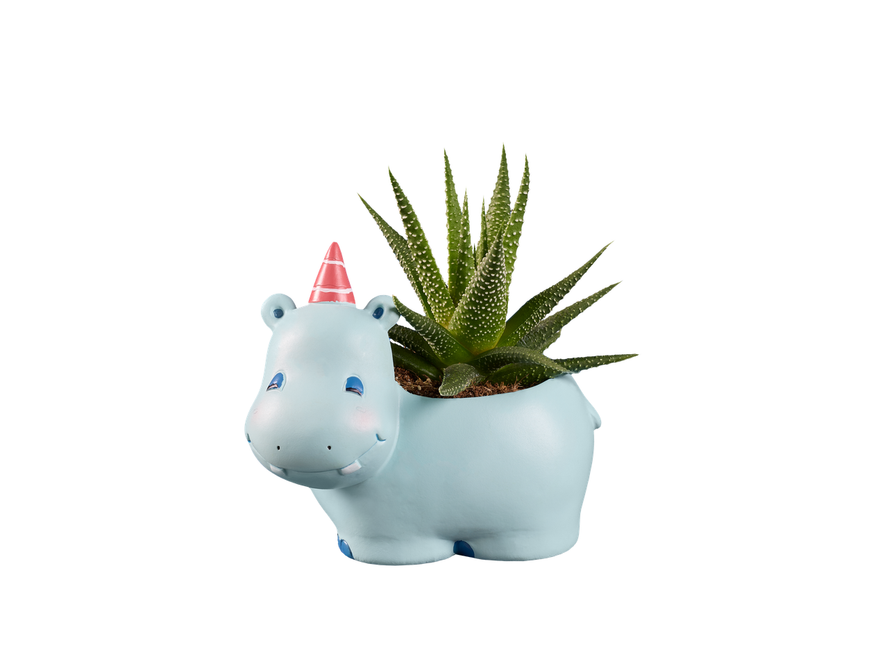 Sukulent u saksiji nilskog konja sa rođendanskom kapom