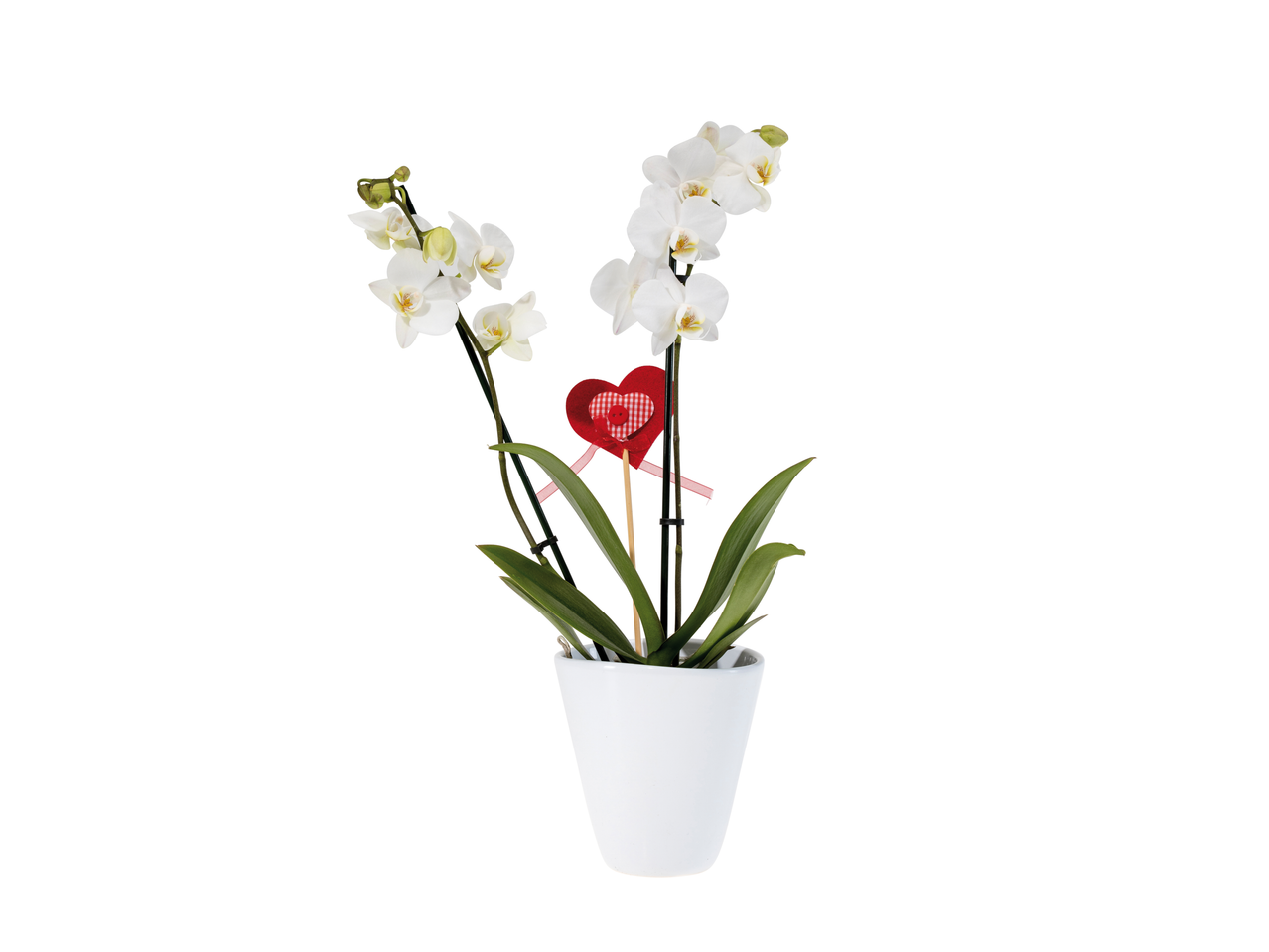 Orquídea branca num vaso com uma decoração de coração vermelho