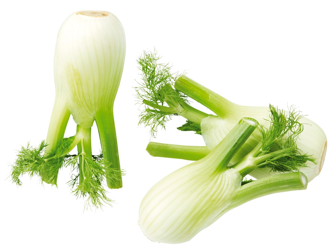 Frischer Fenchel, gesund und lecker.