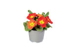 Rode en oranje primula's in een pot.