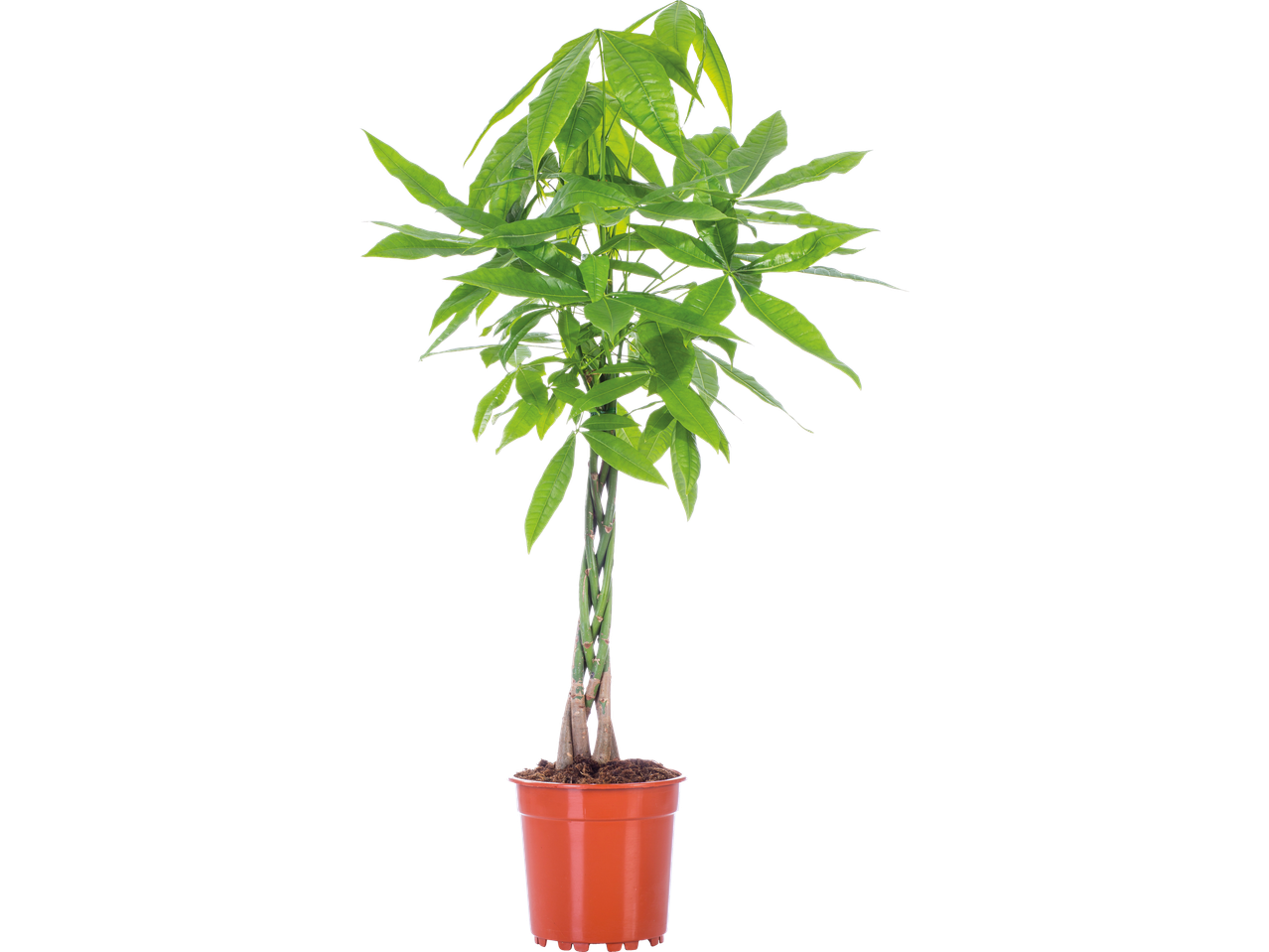 Pachira met gevlochten stam in een terracotta pot