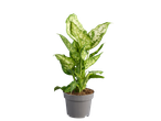 Dieffenbachia plant in een grijze pot op een zwarte achtergrond.