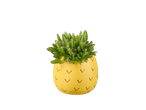 Cacto em vaso com formato de abacaxi.