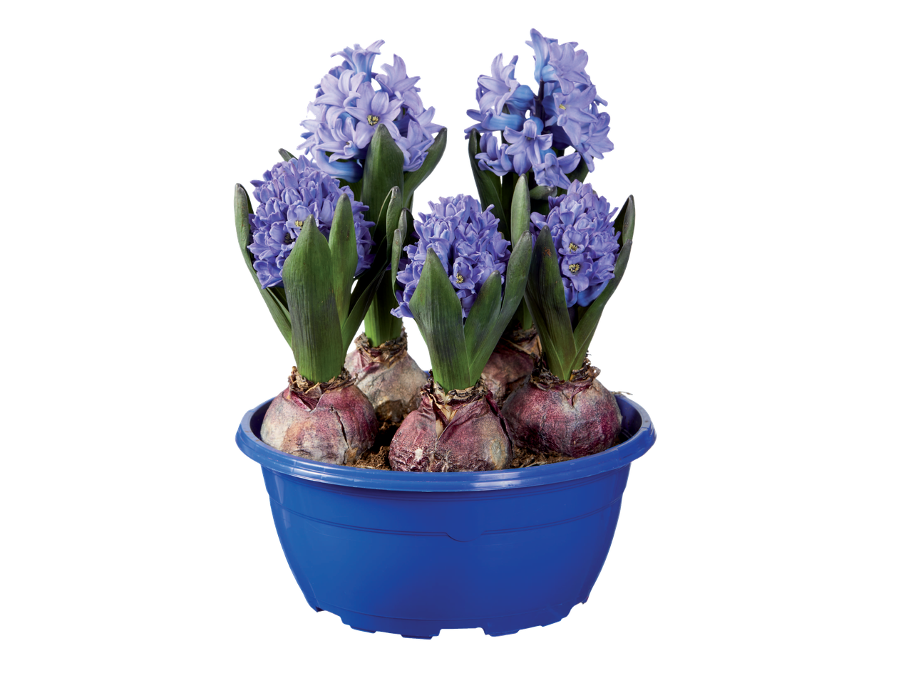 Go to full screen view: Hyacinth Bulb Planter - Image 1