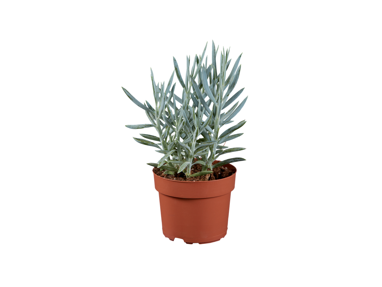 Succulent in a brown pot.